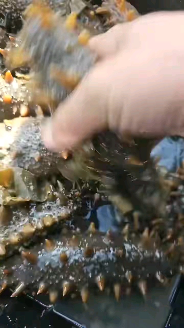 真正的好海参没有是板板正正一个棍形状，都是些歪七八扭折身段…