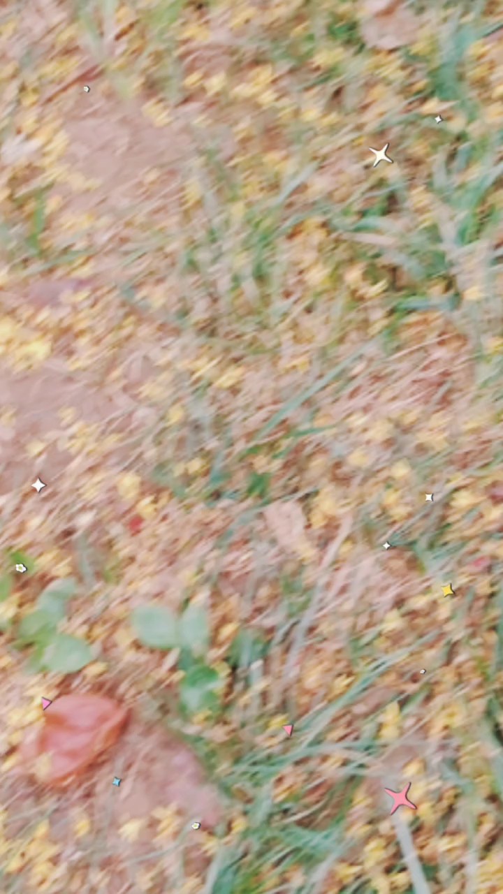 风吹栾树花纷纷，花落知多少