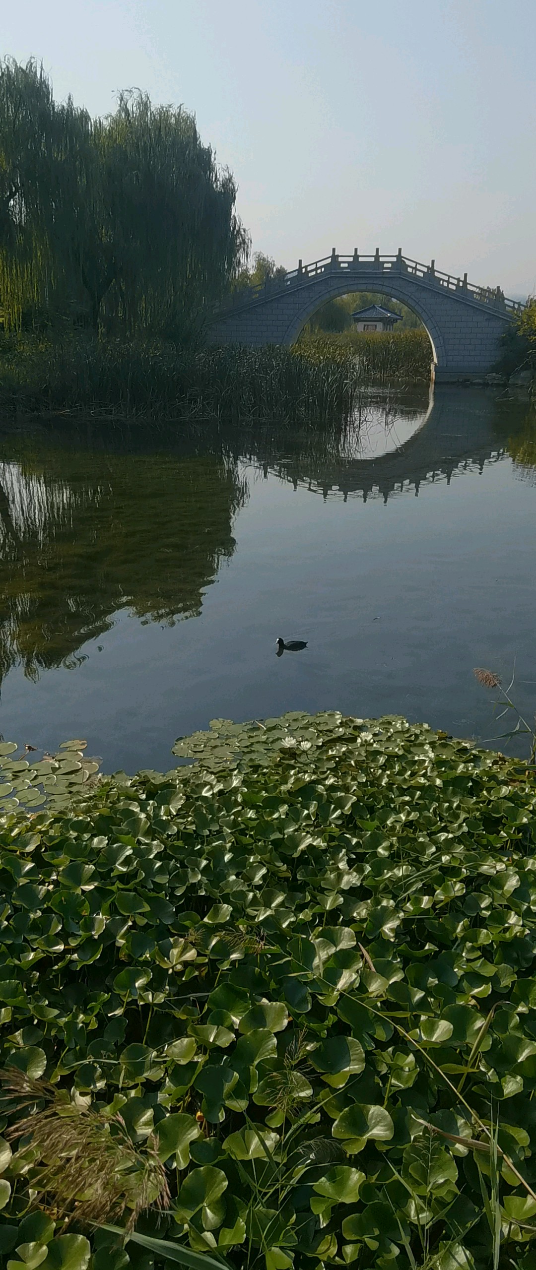齐盛湖里的水鸟儿/摄影/大海