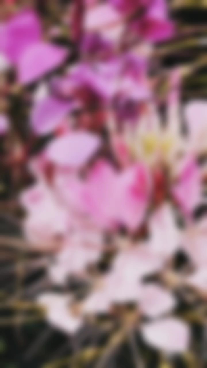 醉蝶花，花开节节高赢跹醉流年