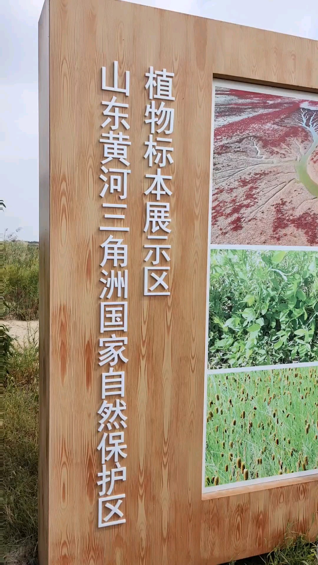 走进黄河三角洲国家自然保护区，这儿竟有这么多珍贵的丹顶鹤。