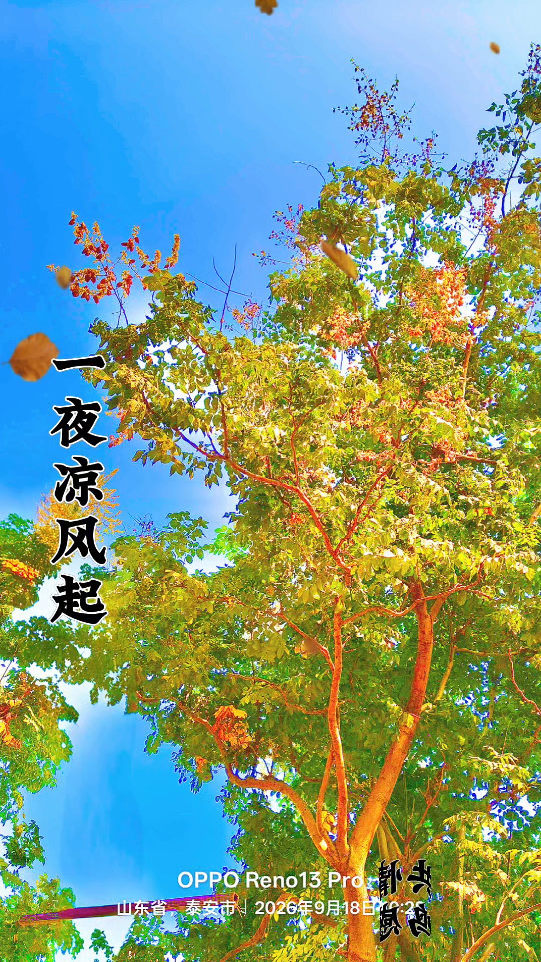 时光不语落叶有声