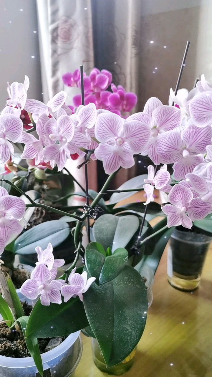 爱养花爱生活。我的蝴蝶兰美了我的每一天！