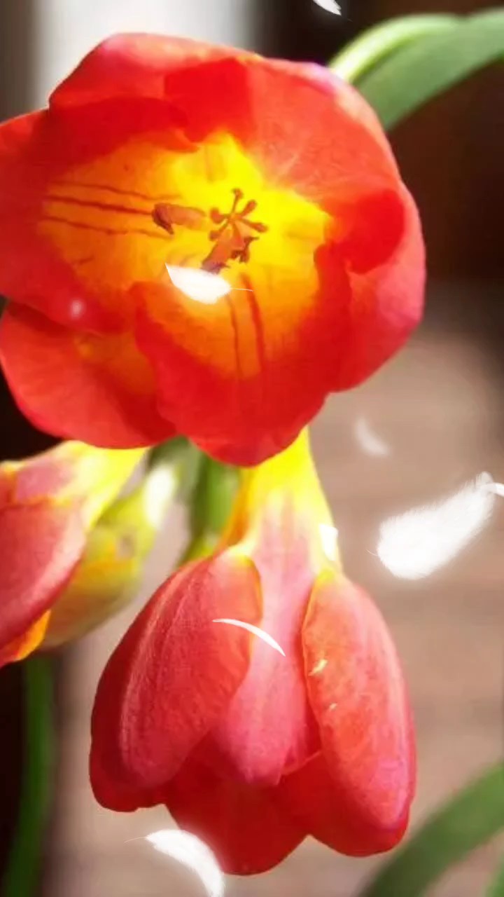美花欣赏，小苍兰花