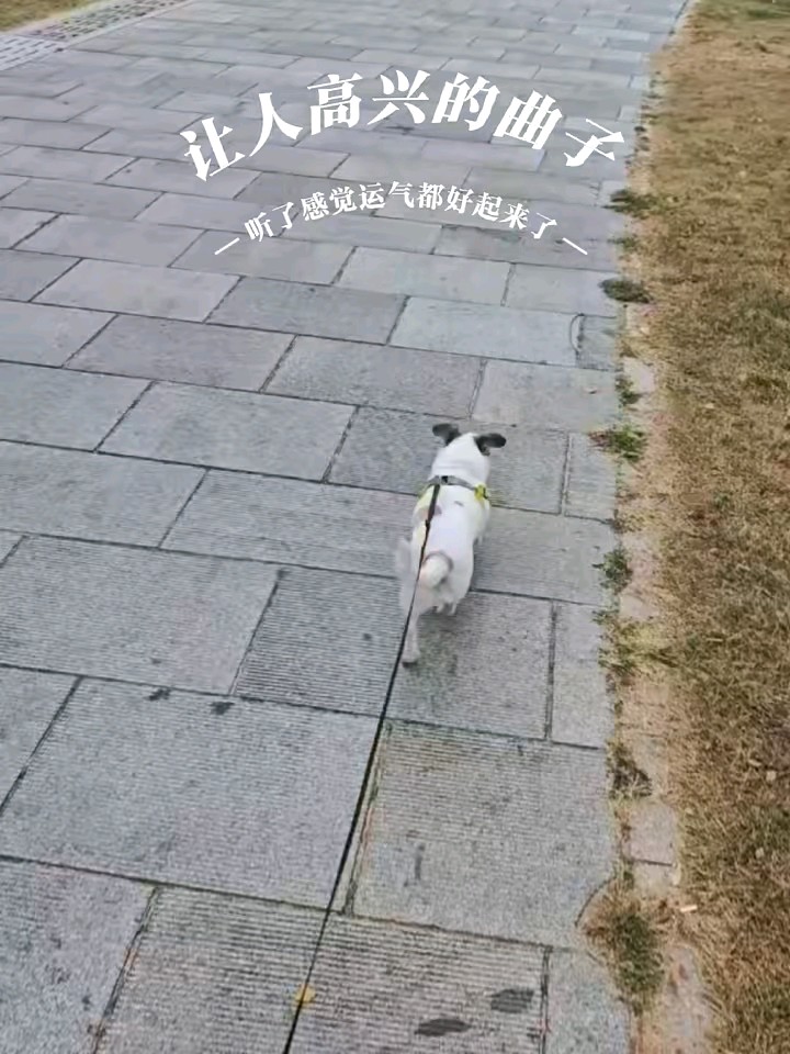 让人高兴的曲子，好像踩了狗屎运一样，感觉运气立马都好起来似的