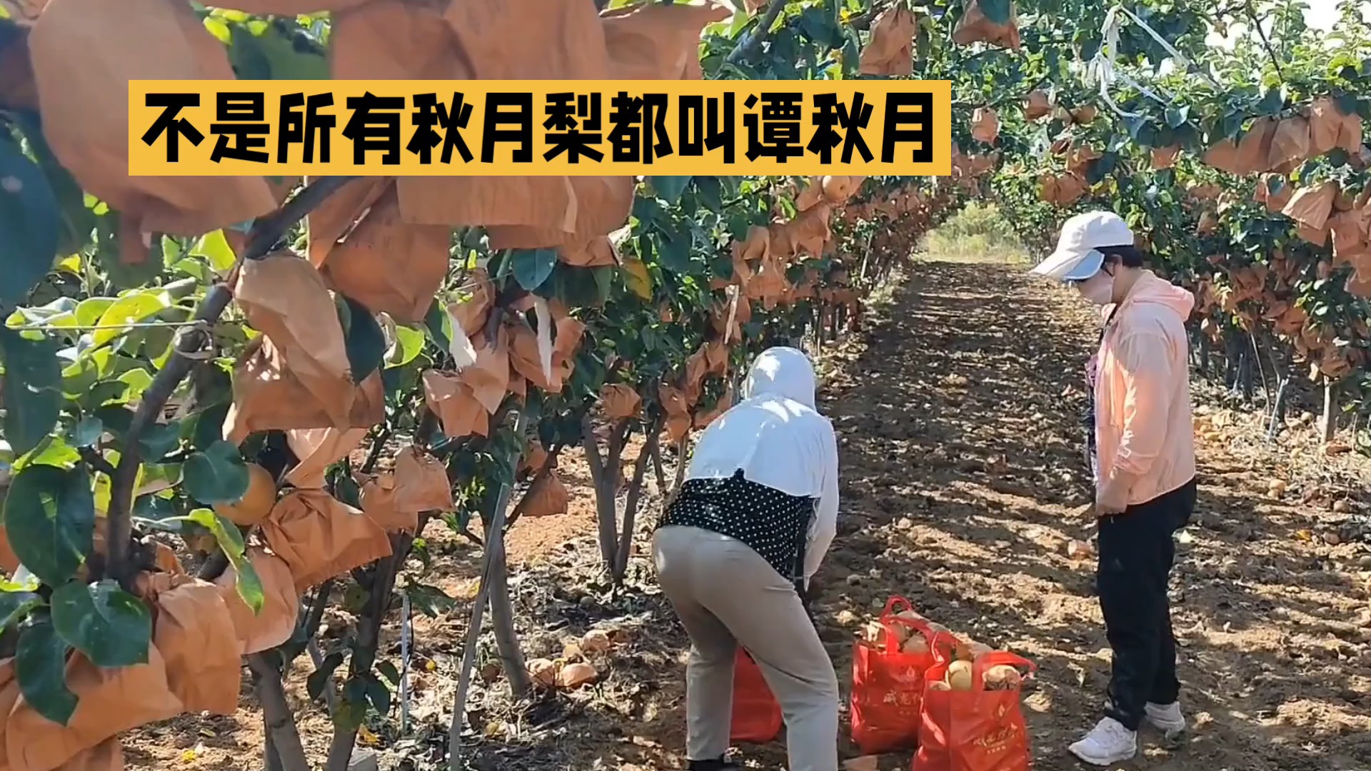 不是所有秋月梨都叫“谭秋月”（AI）