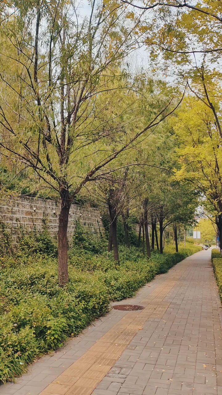 韩仓河西路树木成林，树叶金黄
