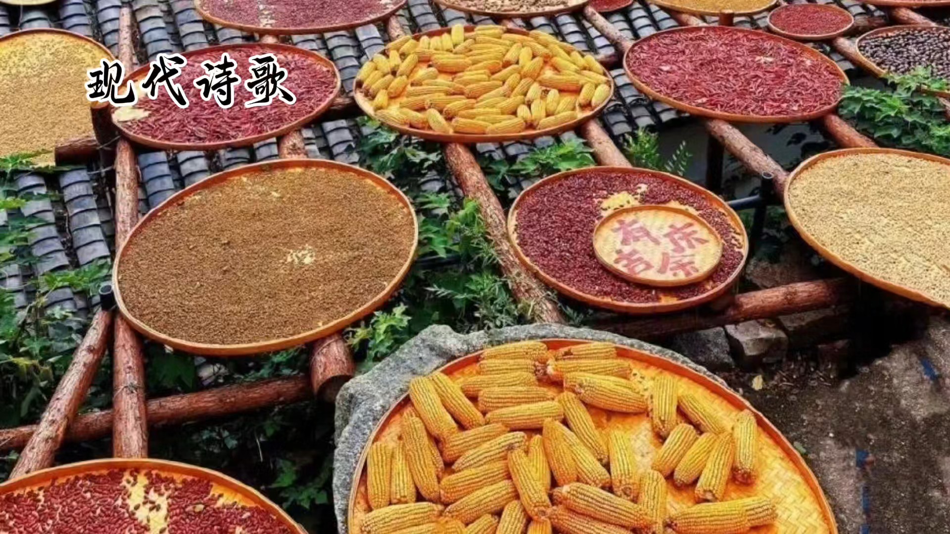 现代诗歌：走近乡村的秋天（自主拍摄）