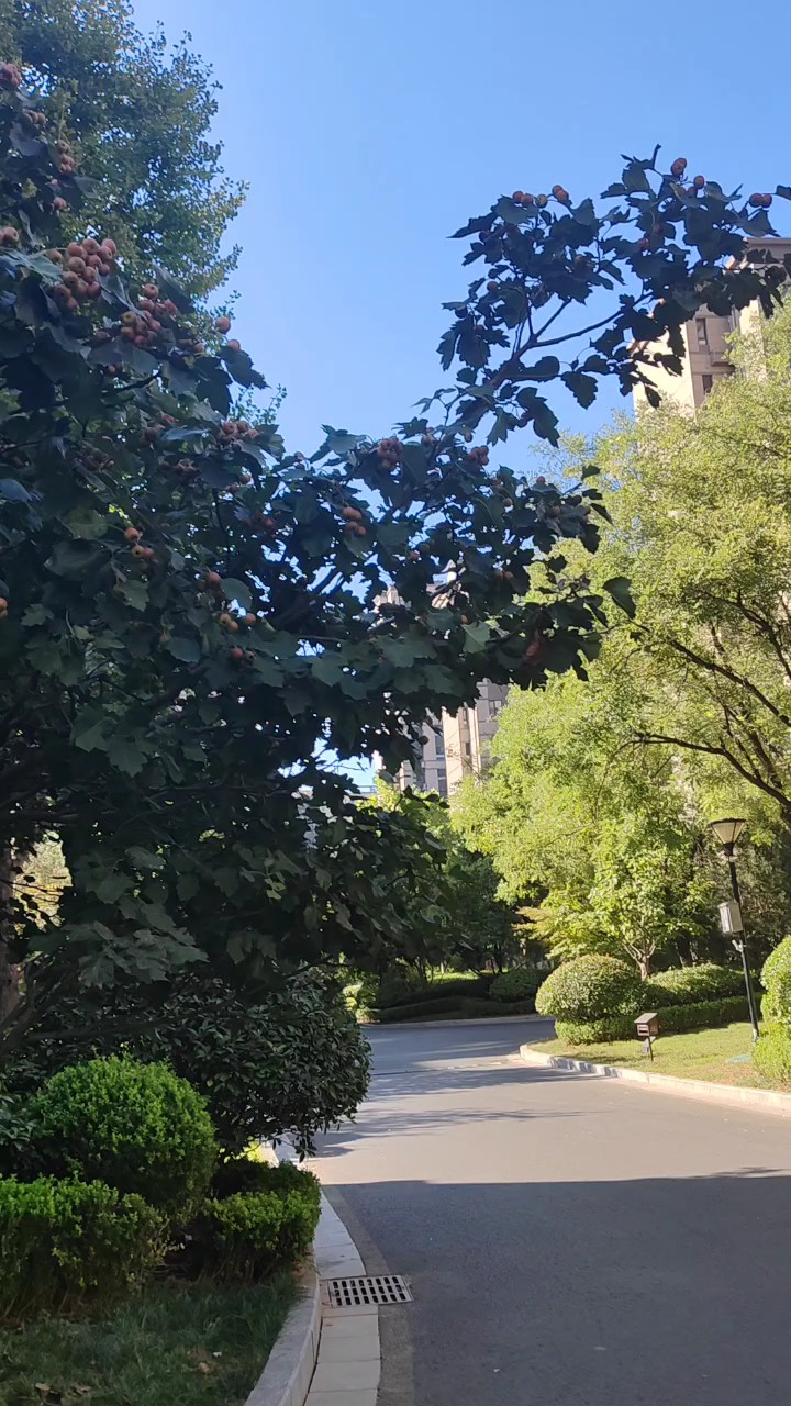 小区里的秋天也很美