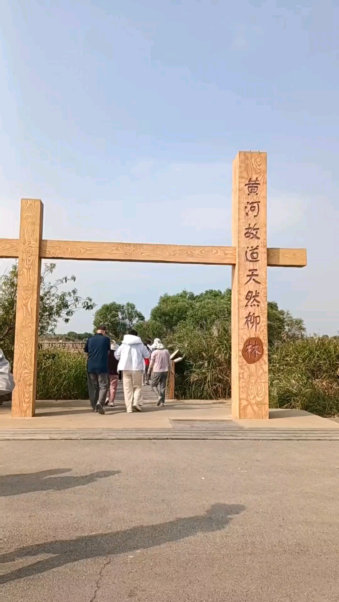 黄河古道天然柳，保护环境践道行。