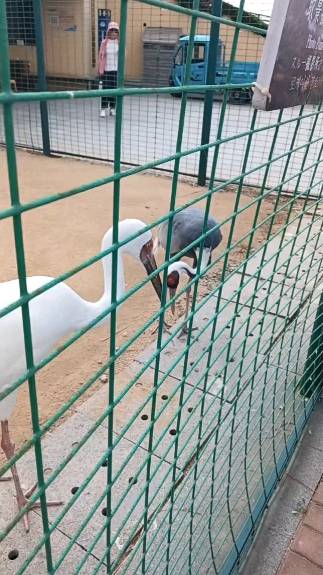平日文雅笼中站，一旦出笼漫天飞。