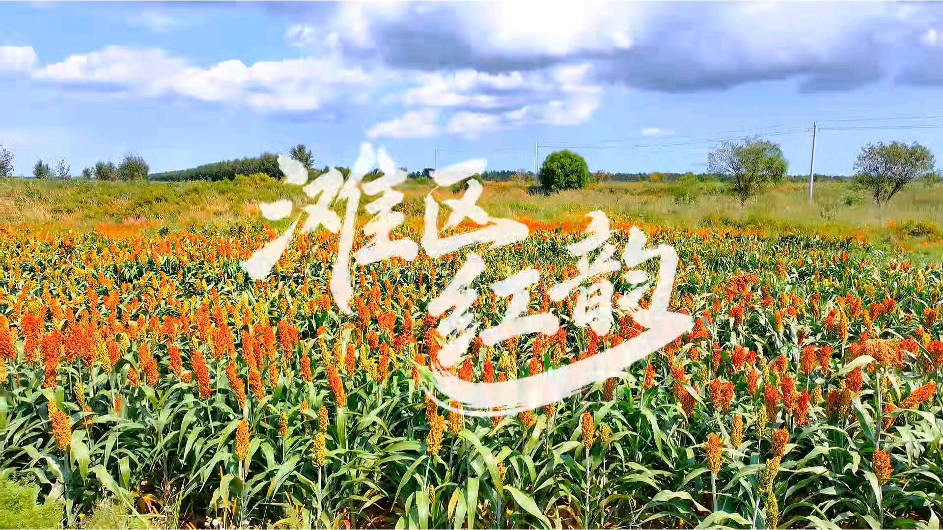 滩区红韵，拍摄于黄河口滩区