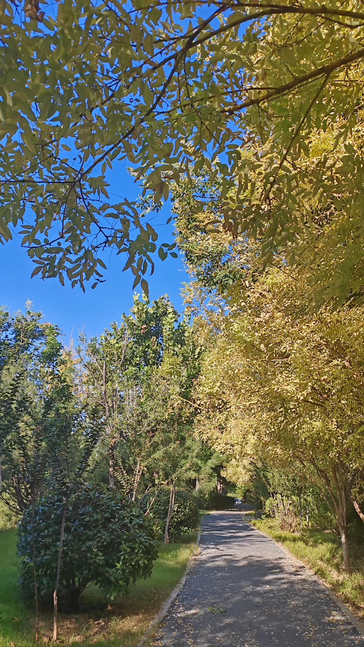 今日秋分，昼渐短夜渐长风渐清露见白万物归熟由绿转金