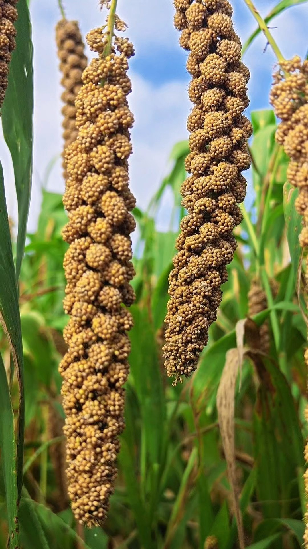 谷子丰收一片黄，秋分时节好开镰