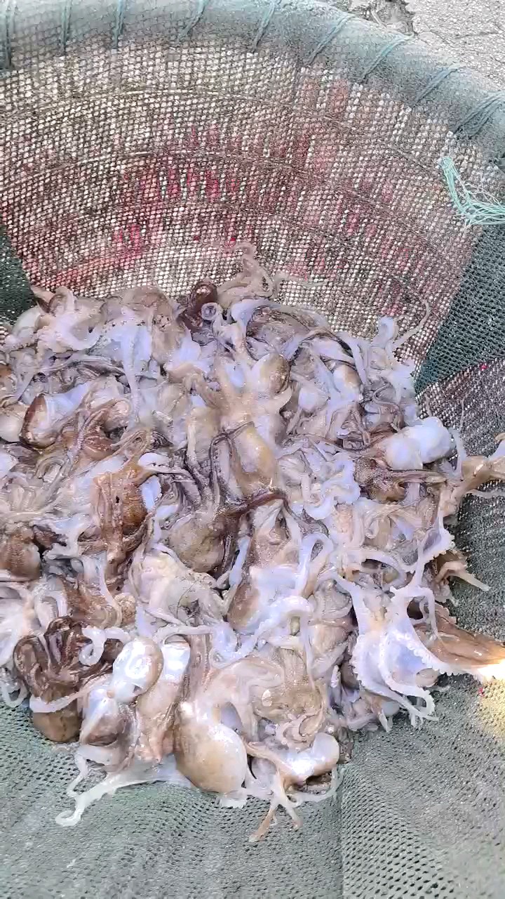 今日鱼货，干净利落，一看就有解馋的冲动