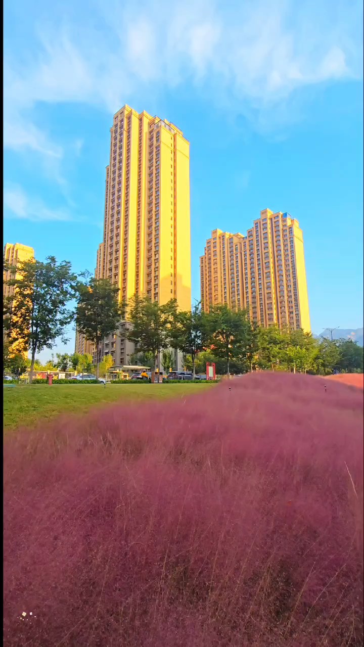 泰山脚下粉黛如烟，秋风轻拂，粉色浪漫醉/王立军