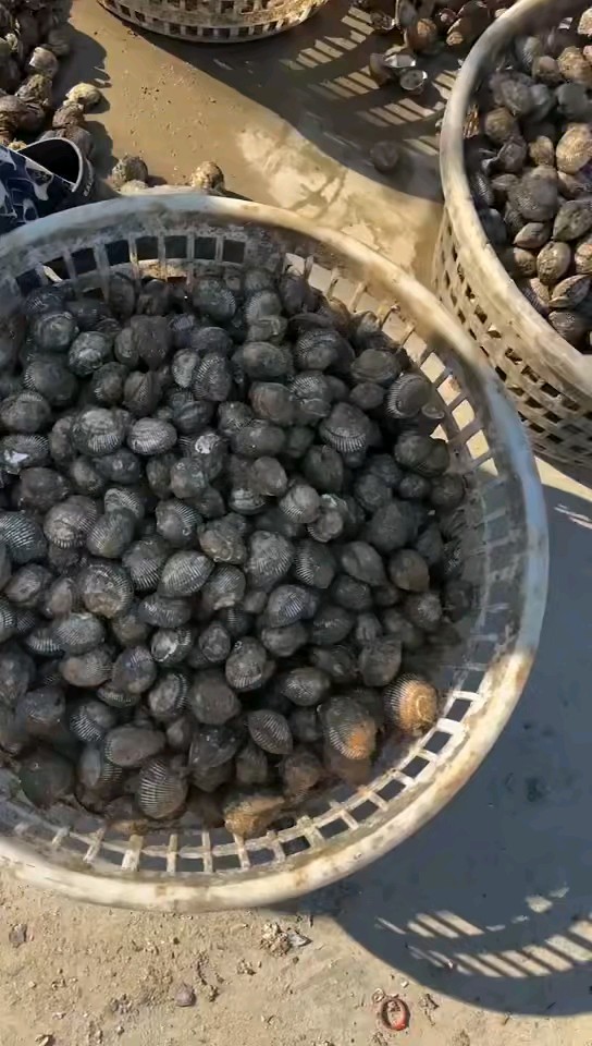 几十年的休渔保护成果显著，稀罕物毛嘎啦（毛蛤）闪亮登场……