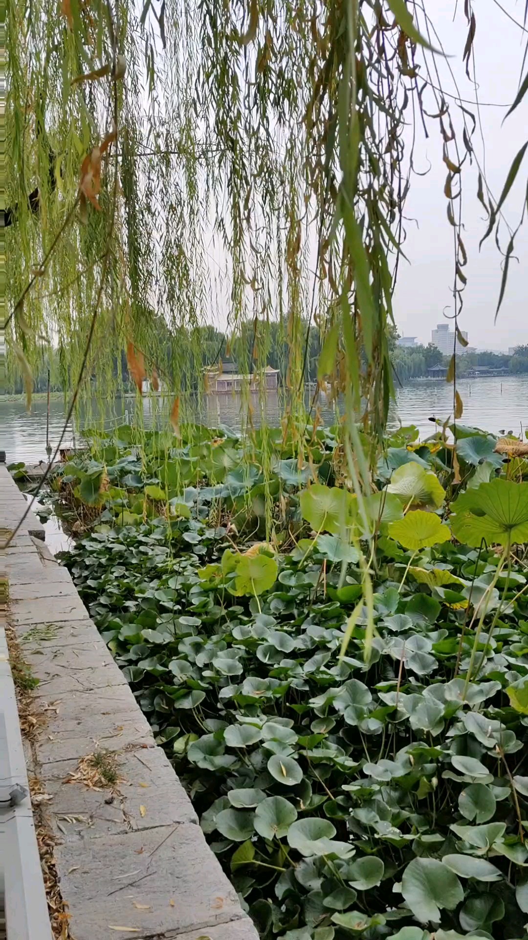 月满中秋明湖荷，叶镶黄边盖绿波。