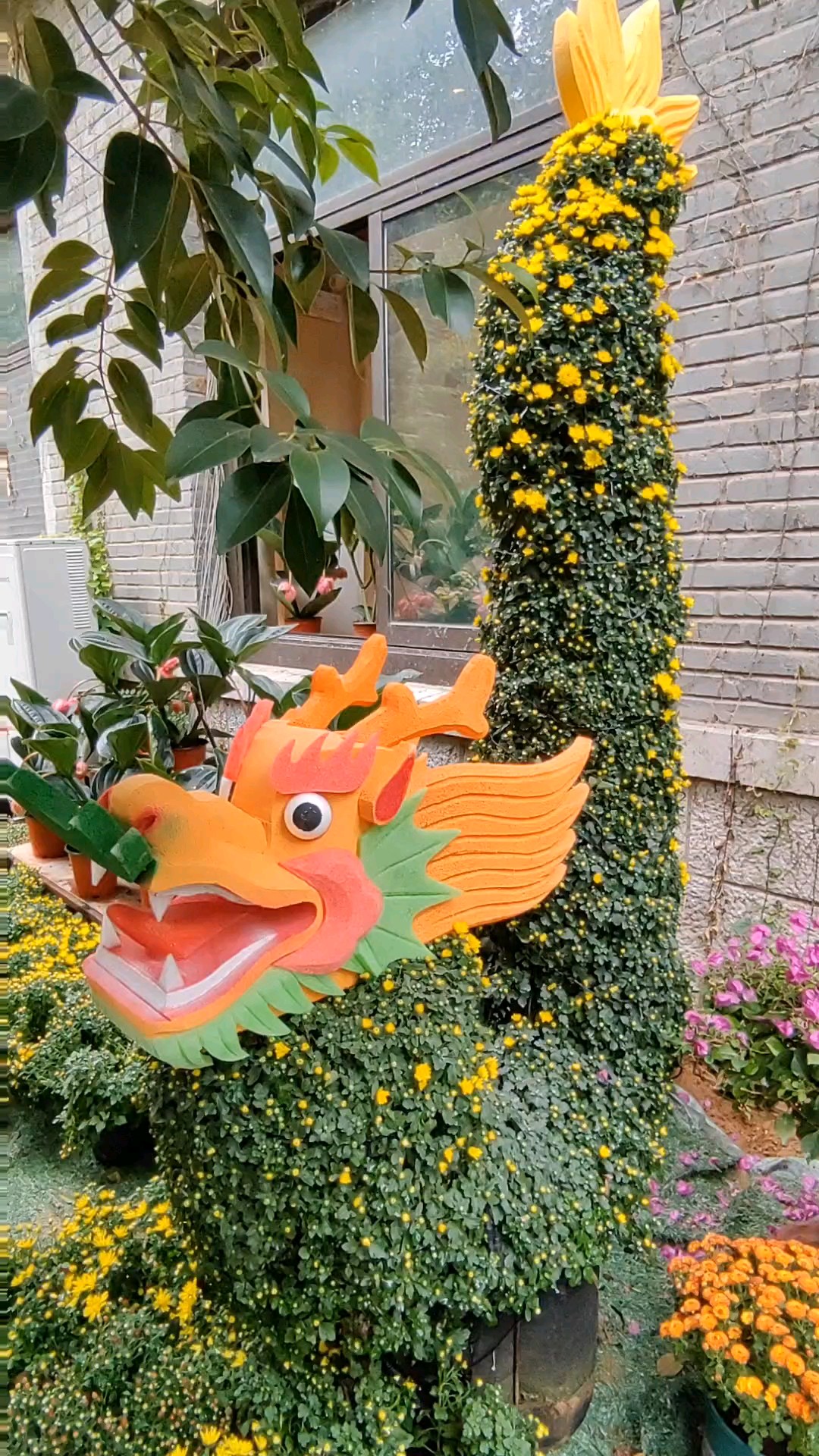 明湖菊展，中秋开展，
先睹为快，精彩无限。