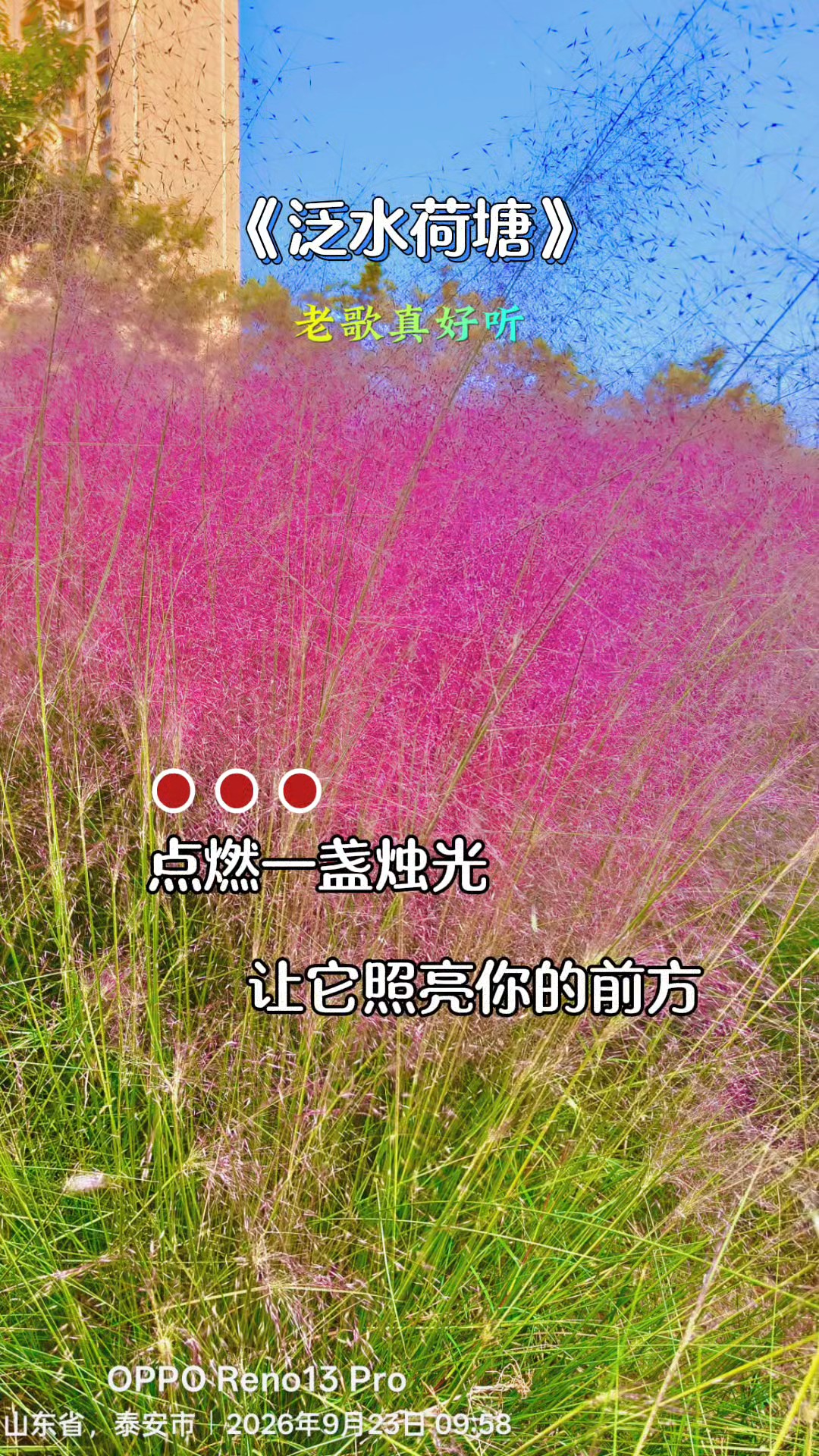泛水荷塘