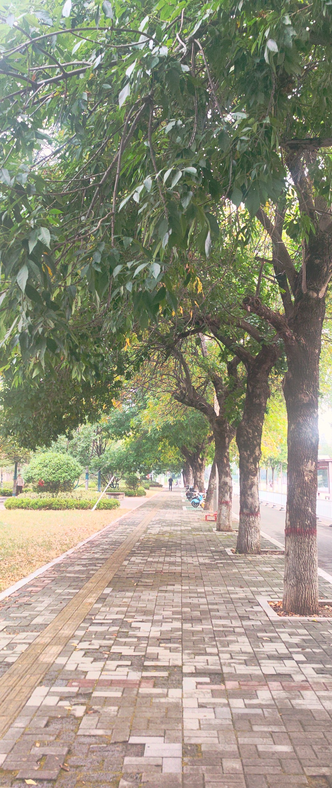 清晨在外环路上散步，享受一场雨后清新凉爽舒适，感受浓浓秋意