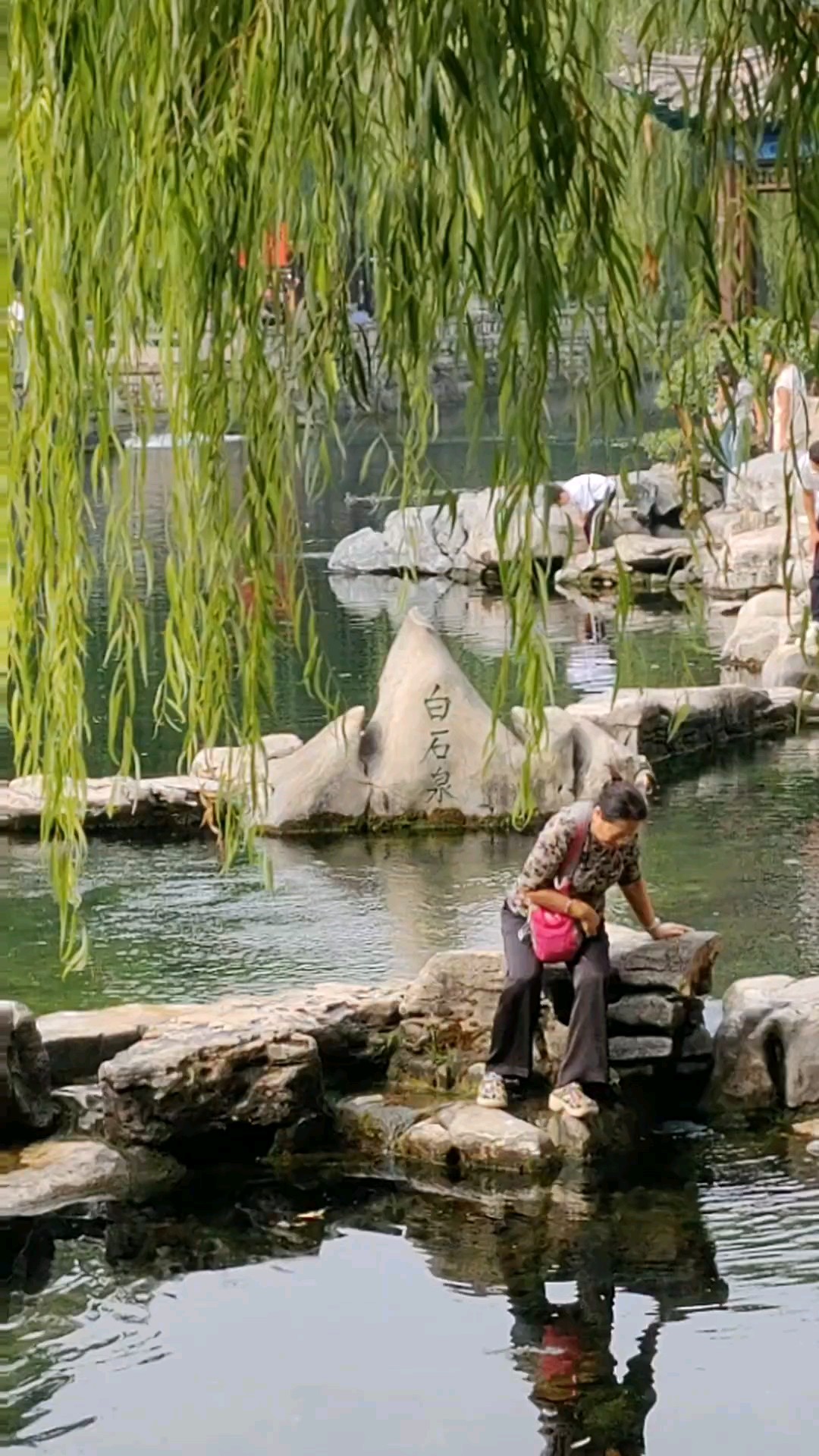 中秋假期白石泉，柳叶青青锦鲤欢。2026年9月26日。
