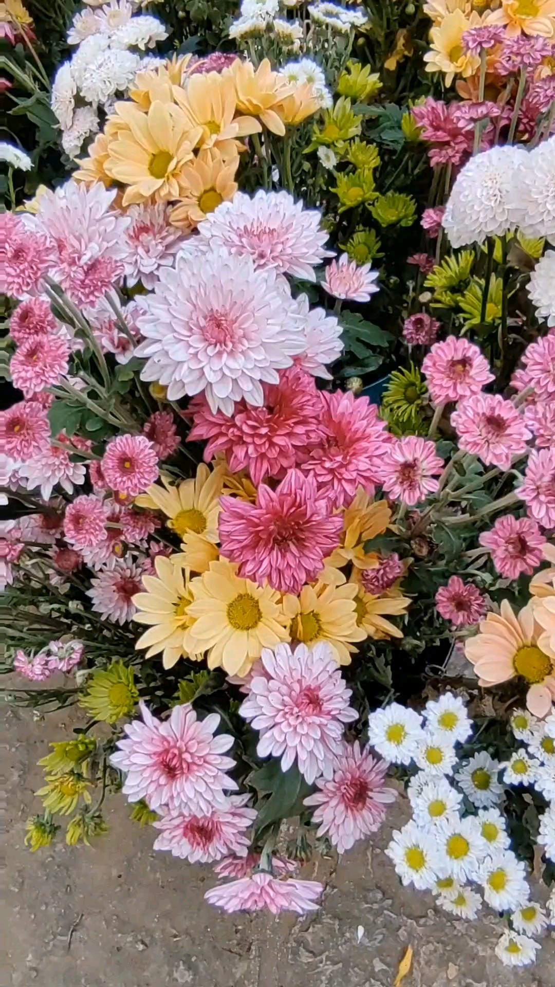 七彩菊花开满园，大红柿子挂树间。2026年9月26日。