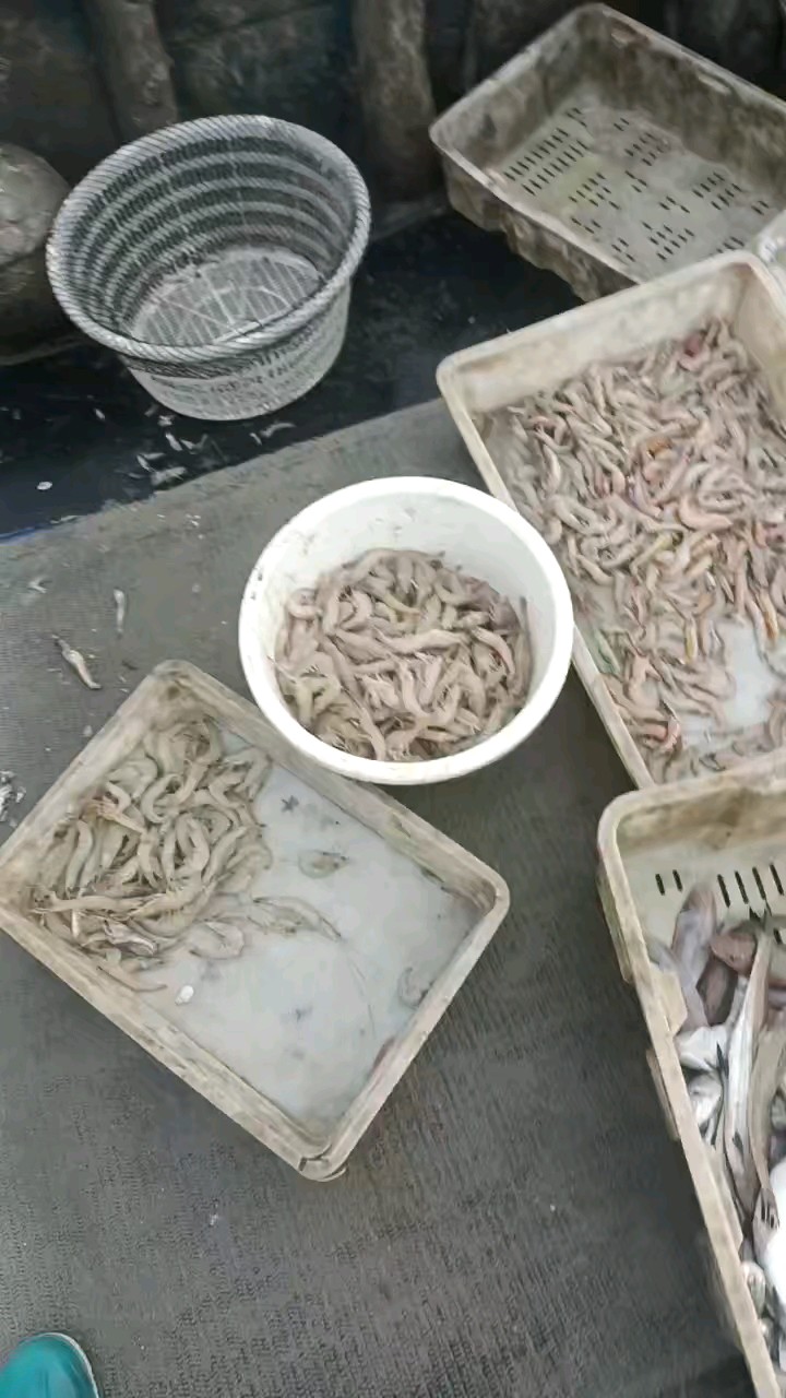 今日鱼货～物美价廉，原以为节日会暴涨反而中秋节日消费者并不多