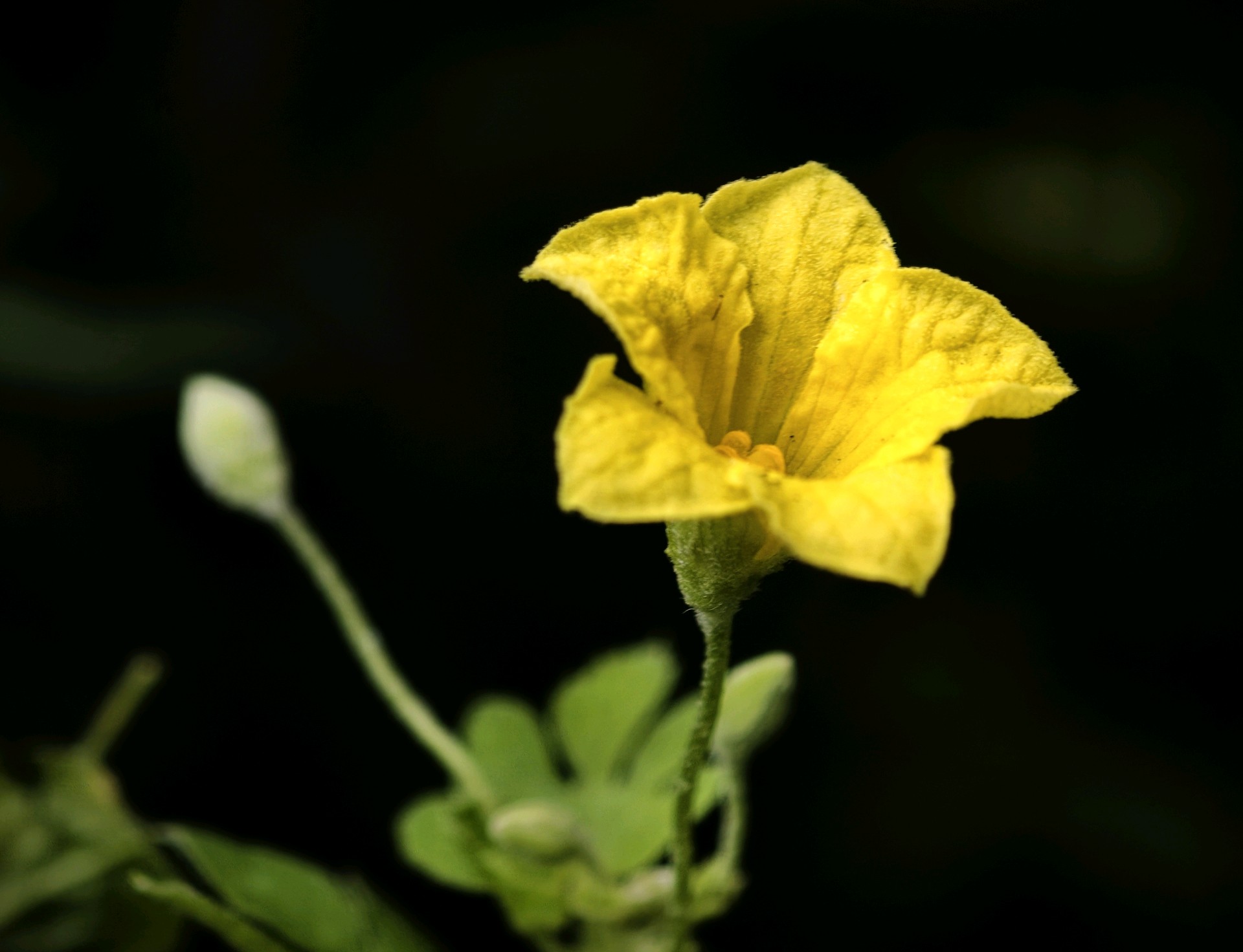 

明黄靓丽的苦瓜花（高军摄影）