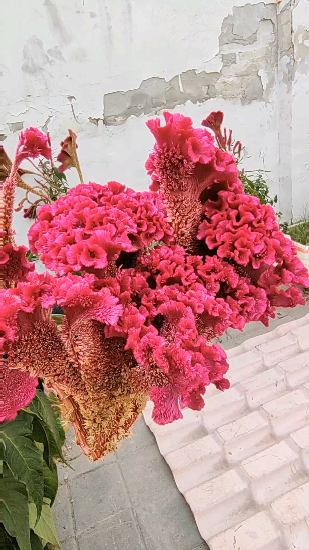 街头吉祥富贵鸡冠花，又到秋来开花结子时。2026年9月28日