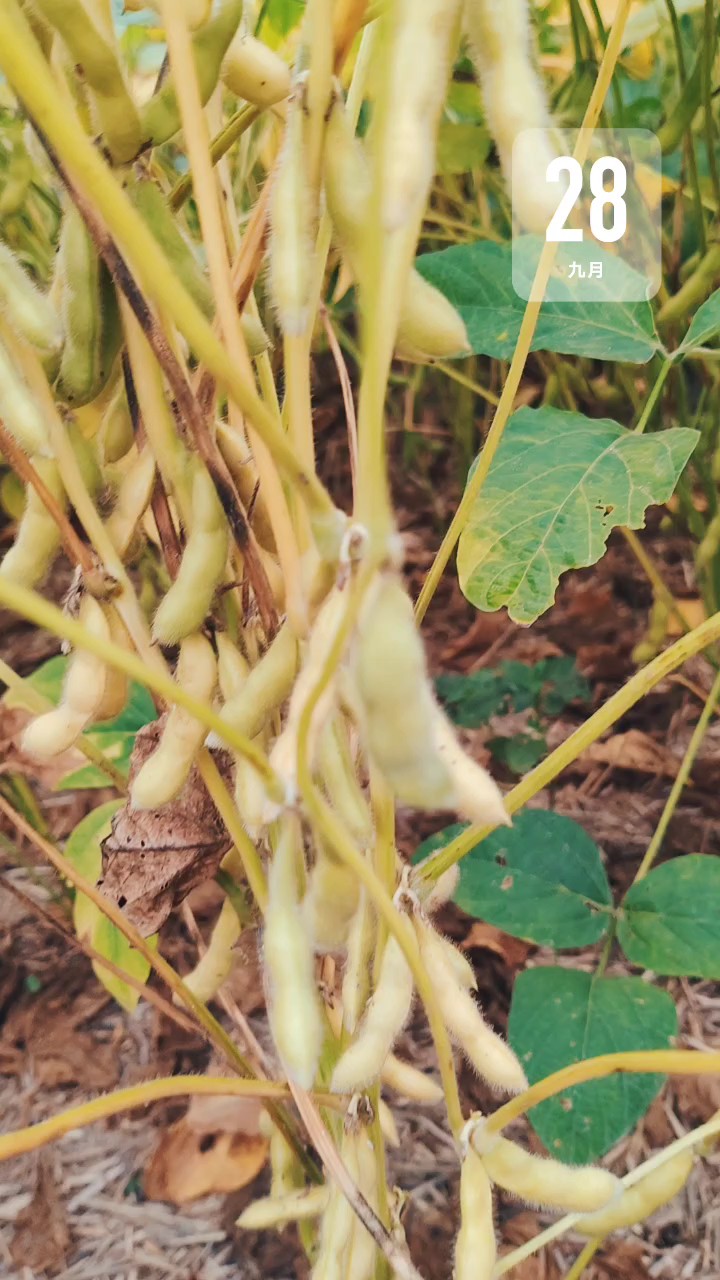 家乡的黄豆成熟了