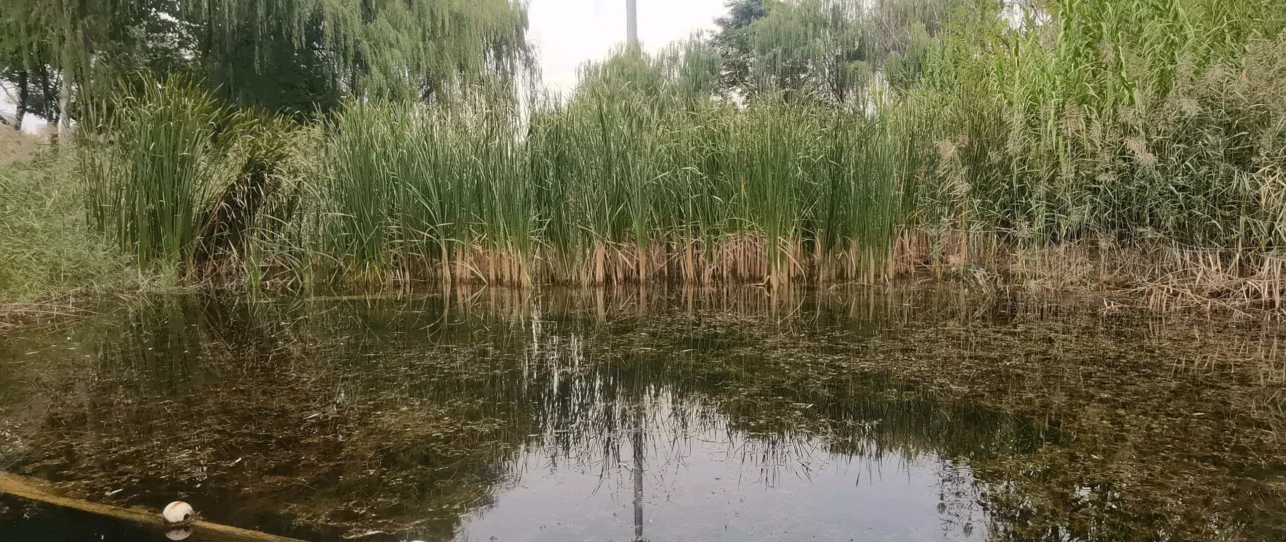 齐盛湖湿地公园里的蒲草/摄影/柳泉