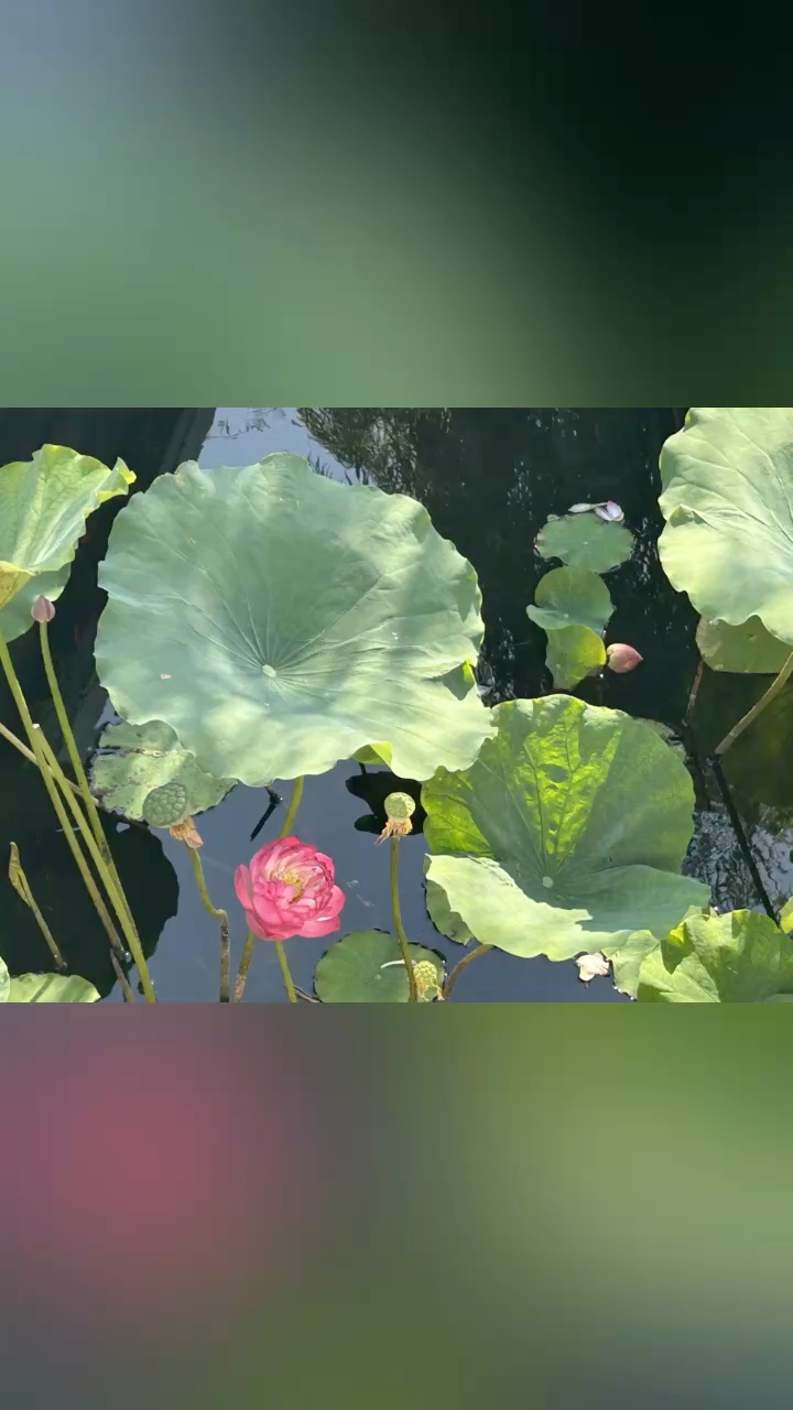 视频 ｜秋荷（斐然拍摄于烟台市南山公园）