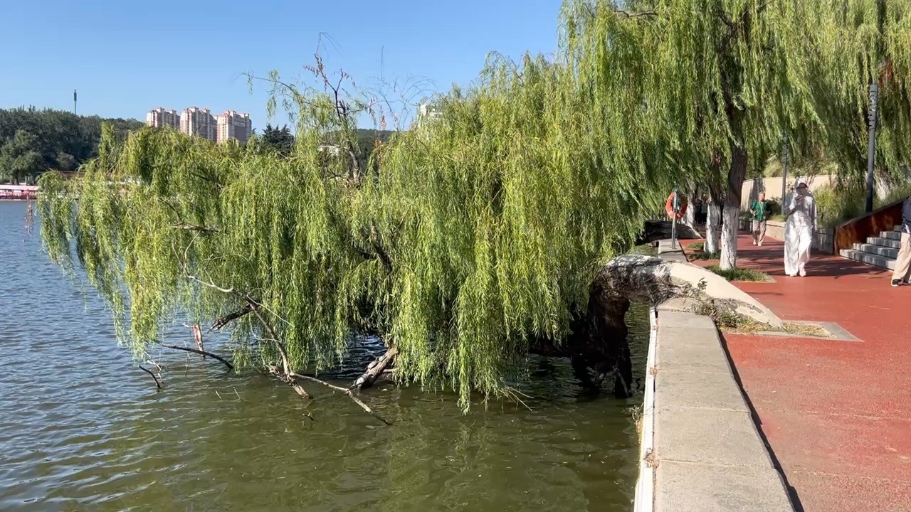 视频 ｜ 轻风拂柳（斐然拍摄于烟台市南山公园）