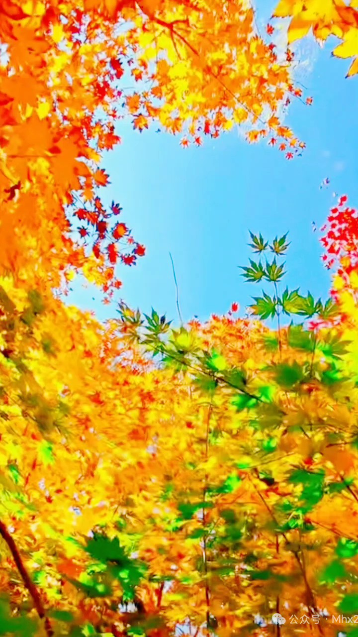 一年好景君须记，最是橙黄橘绿时万山红遍层林尽染尽是秋光好