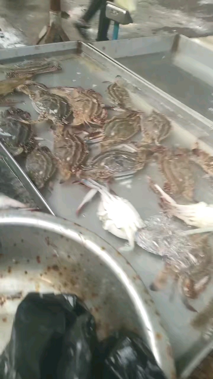 今天渔货，量少货精，不一会儿被抢精光……