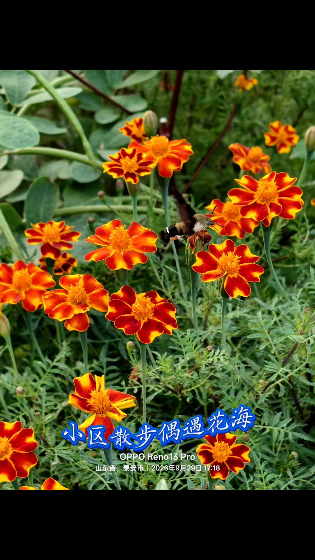 小区散步偶遇花开