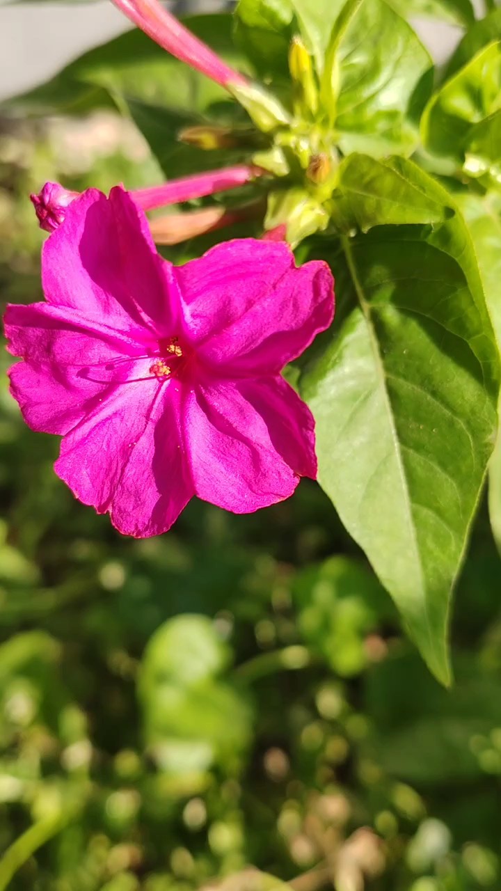 乡村路边上的紫茉莉花