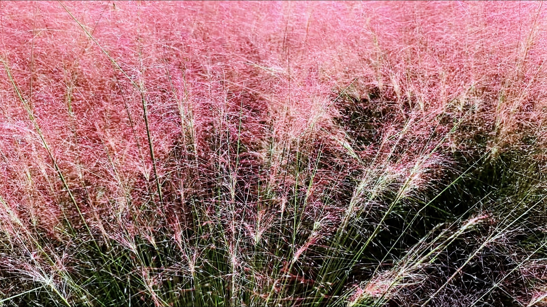 泰安|粉黛如烟漫,伊人伫立花间,笑意温柔了时光/王俊芹