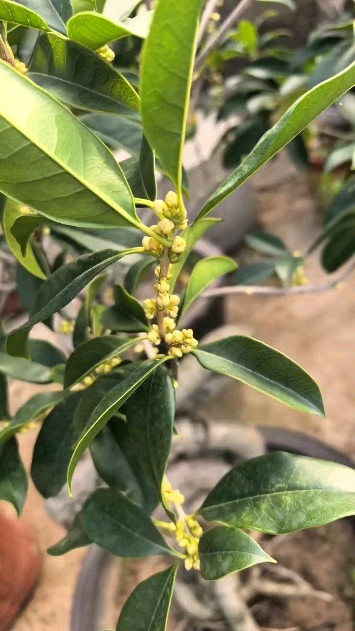 温度刚刚降下来，各种桂花争奇斗艳爆花绽放香气扑鼻令人心花怒放