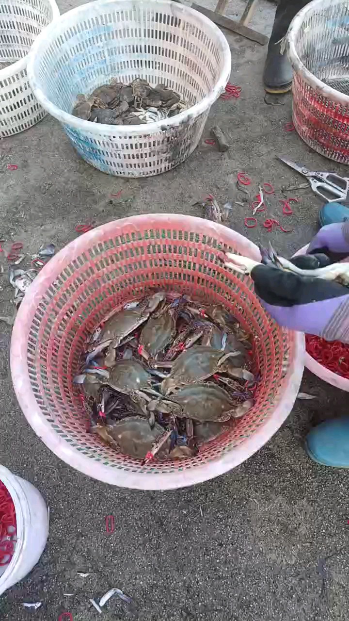 捕捞水产品越来越好，梭子蟹逐渐见肥，大部分被客商买走发往外地