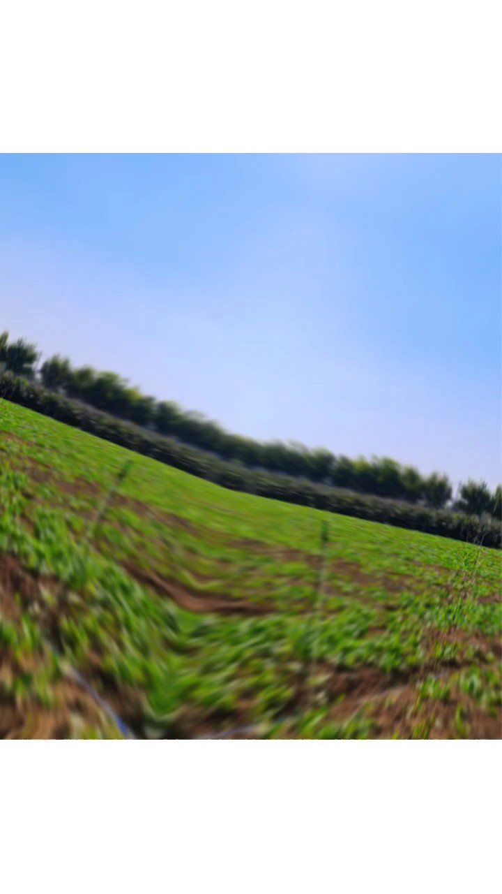 家乡蔬菜基地的菠菜绿油油
