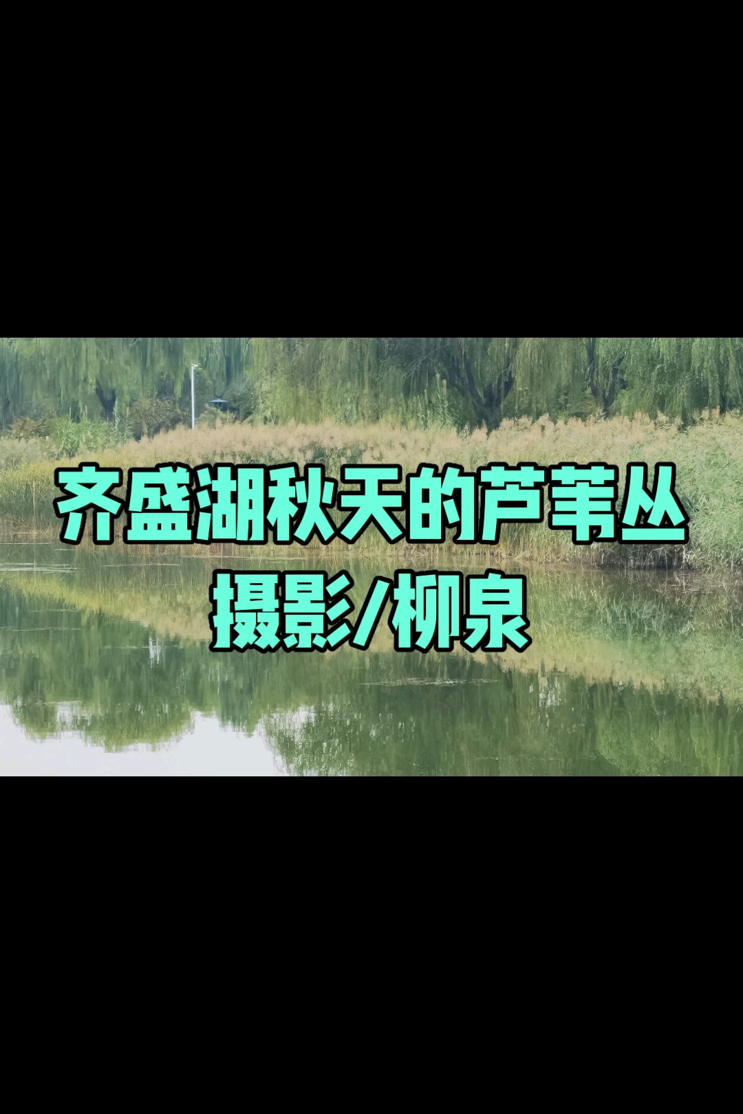 齐盛湖秋天的芦苇丛/摄影/柳泉