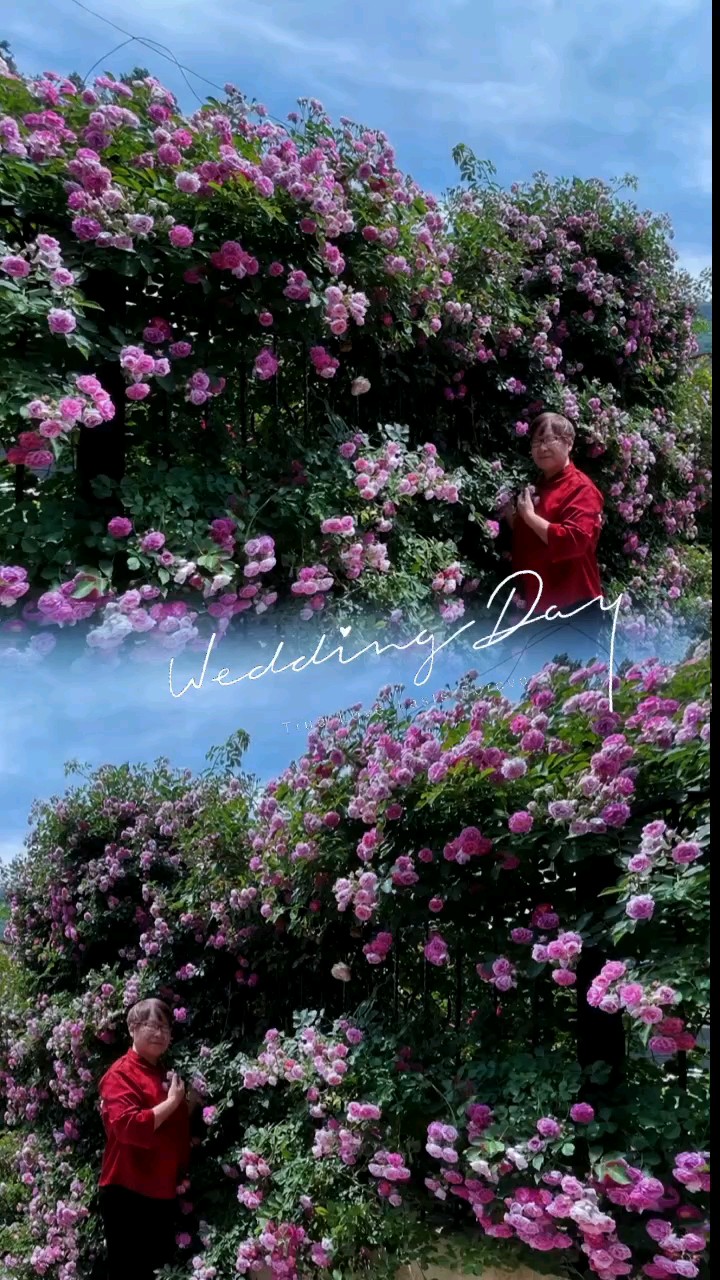 月季花开香满园