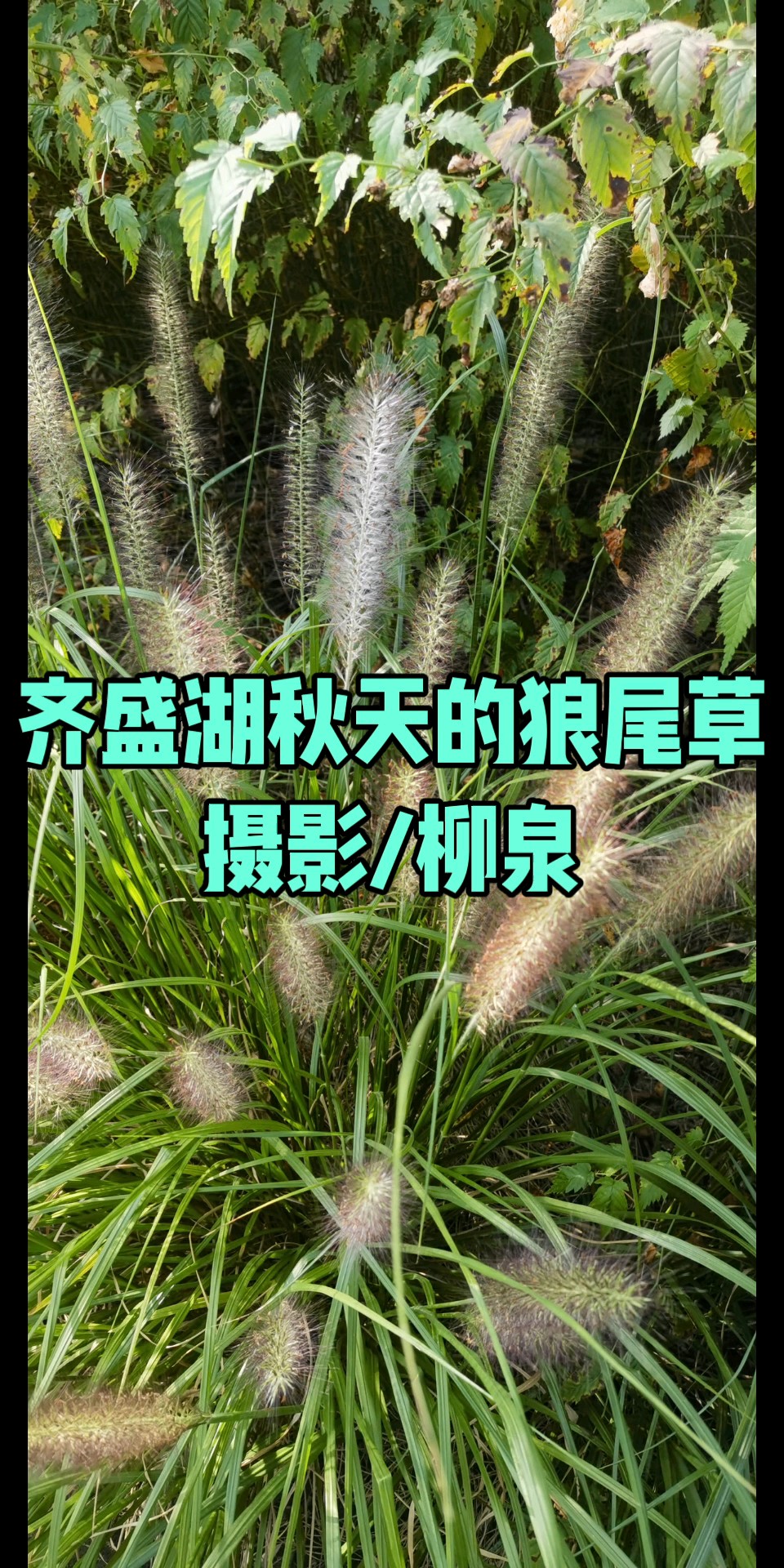 齐盛湖秋天的狼尾草/摄影/柳泉