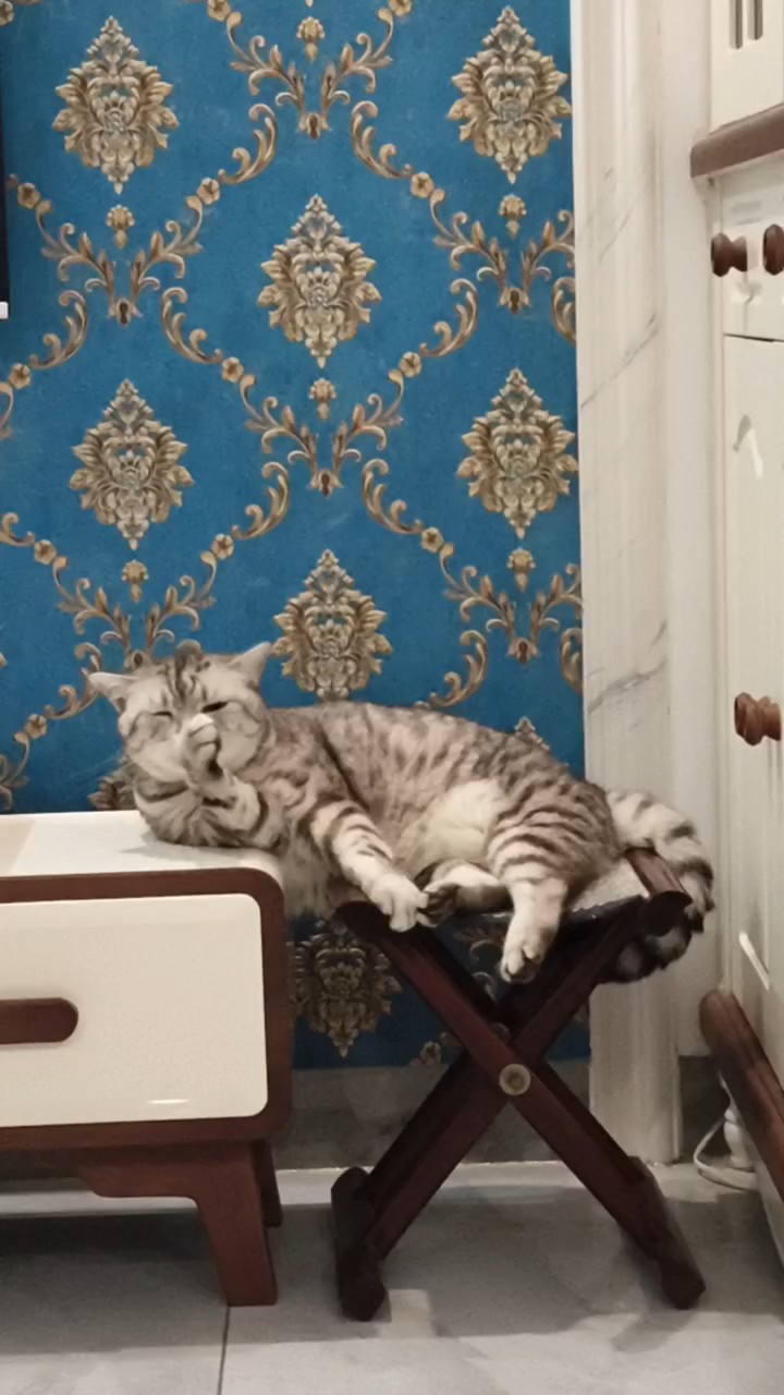 家有萌猫欢乐多，舒爪轻揩小面窝。