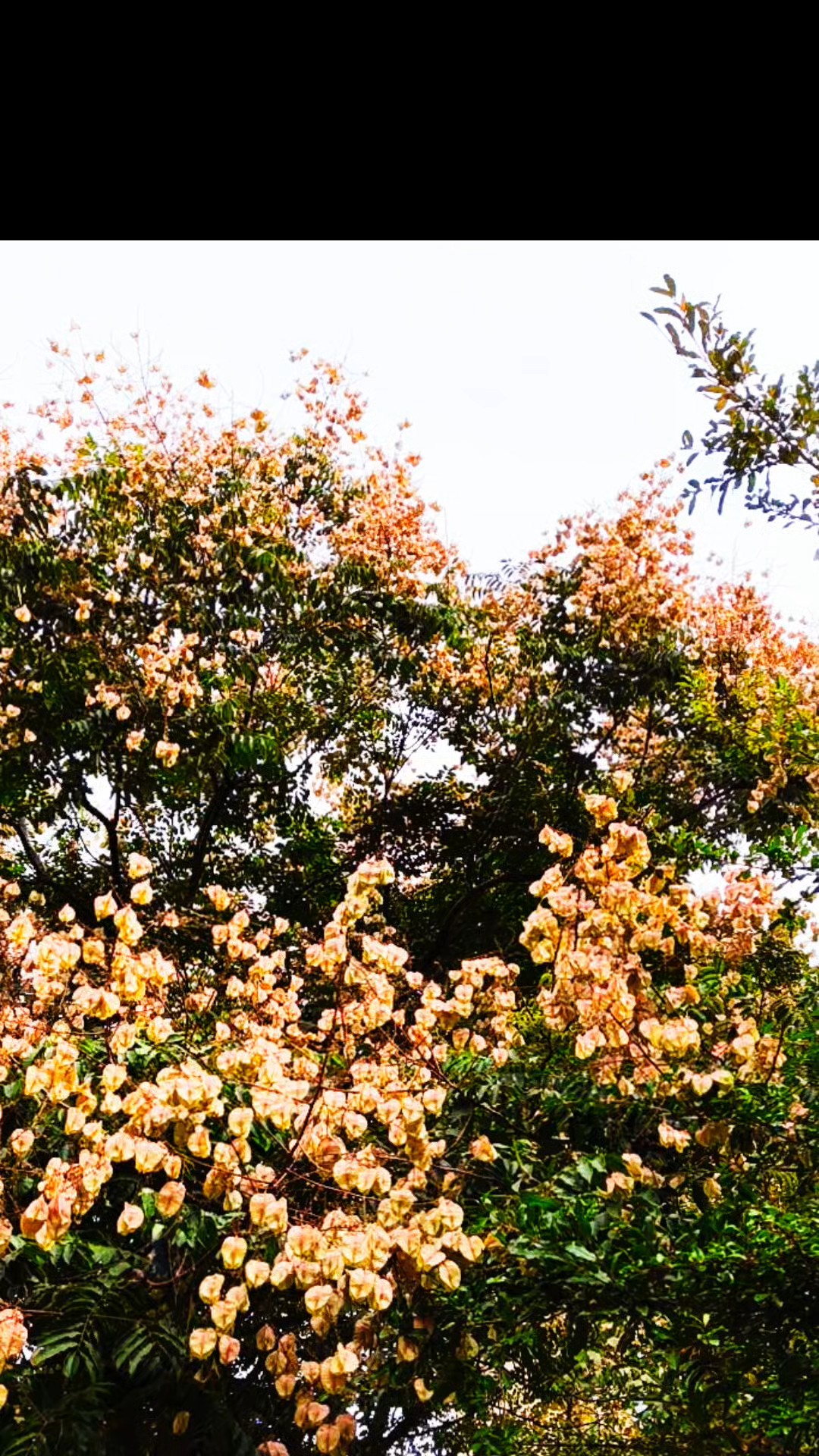 深秋的栾树花开.色彩斑斓的一副画卷