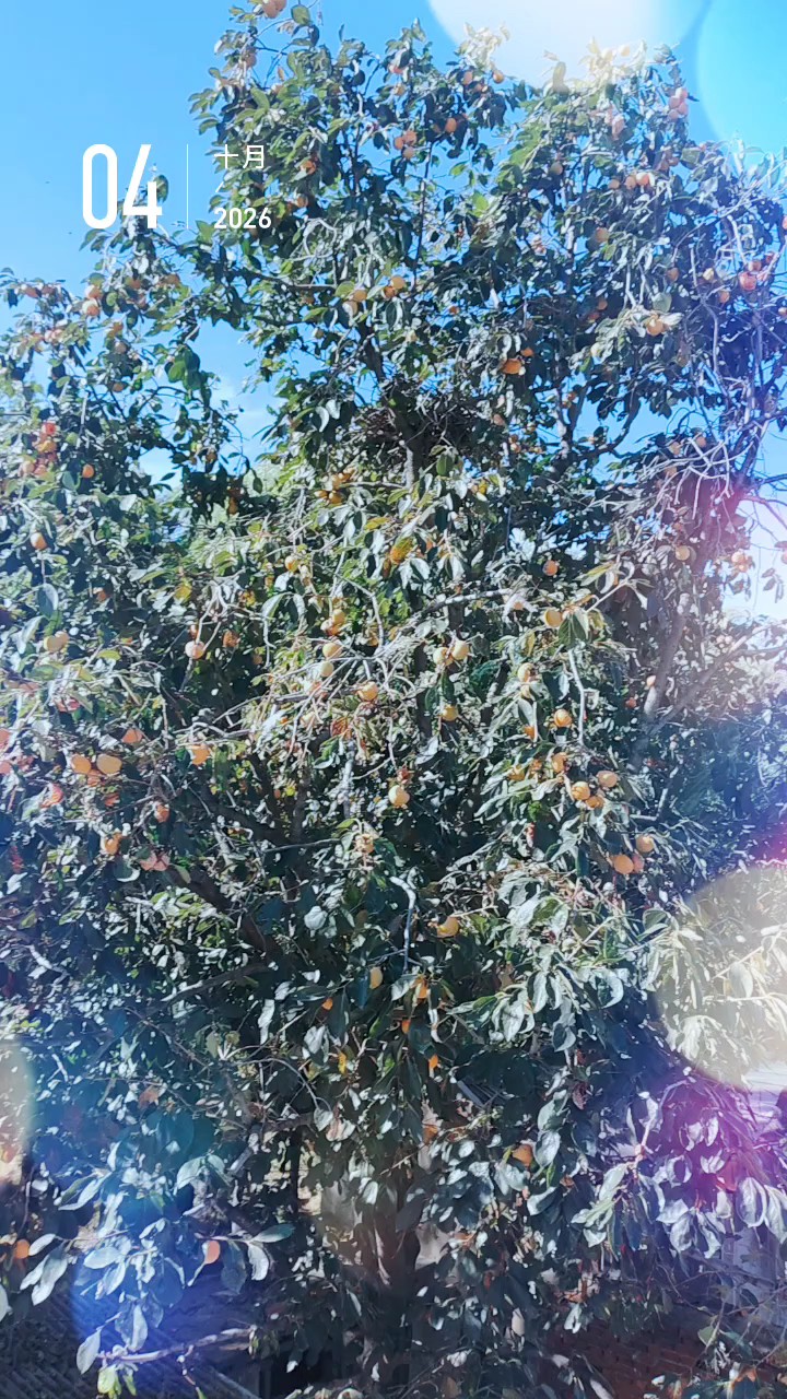 老家的柿子树上，果实累累挂满枝头