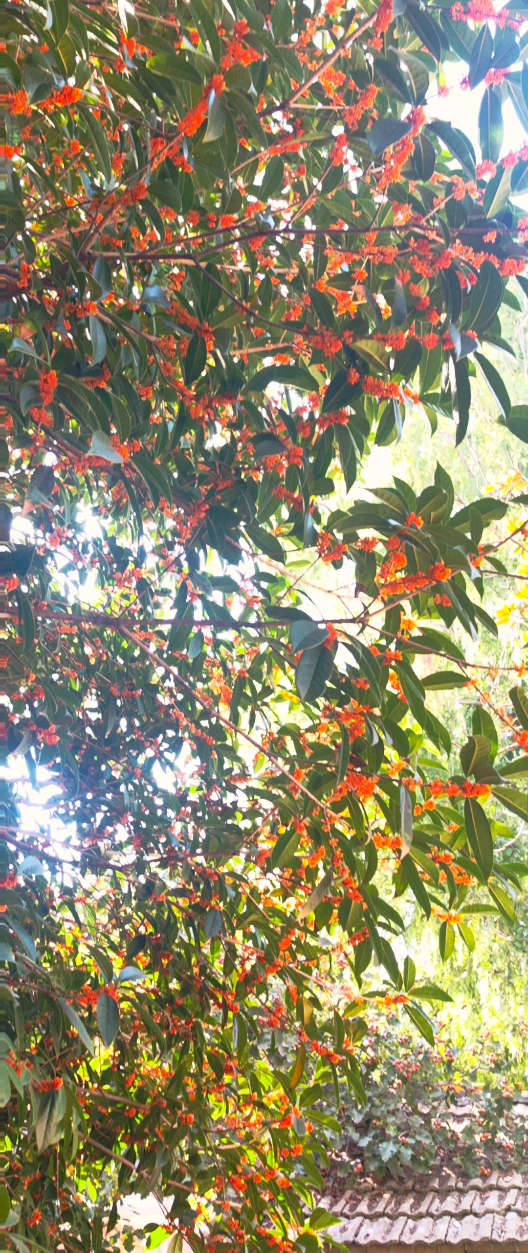 秋风轻吻丹桂枝头，馥郁花香织出无形的网，兜住整个季节的温柔