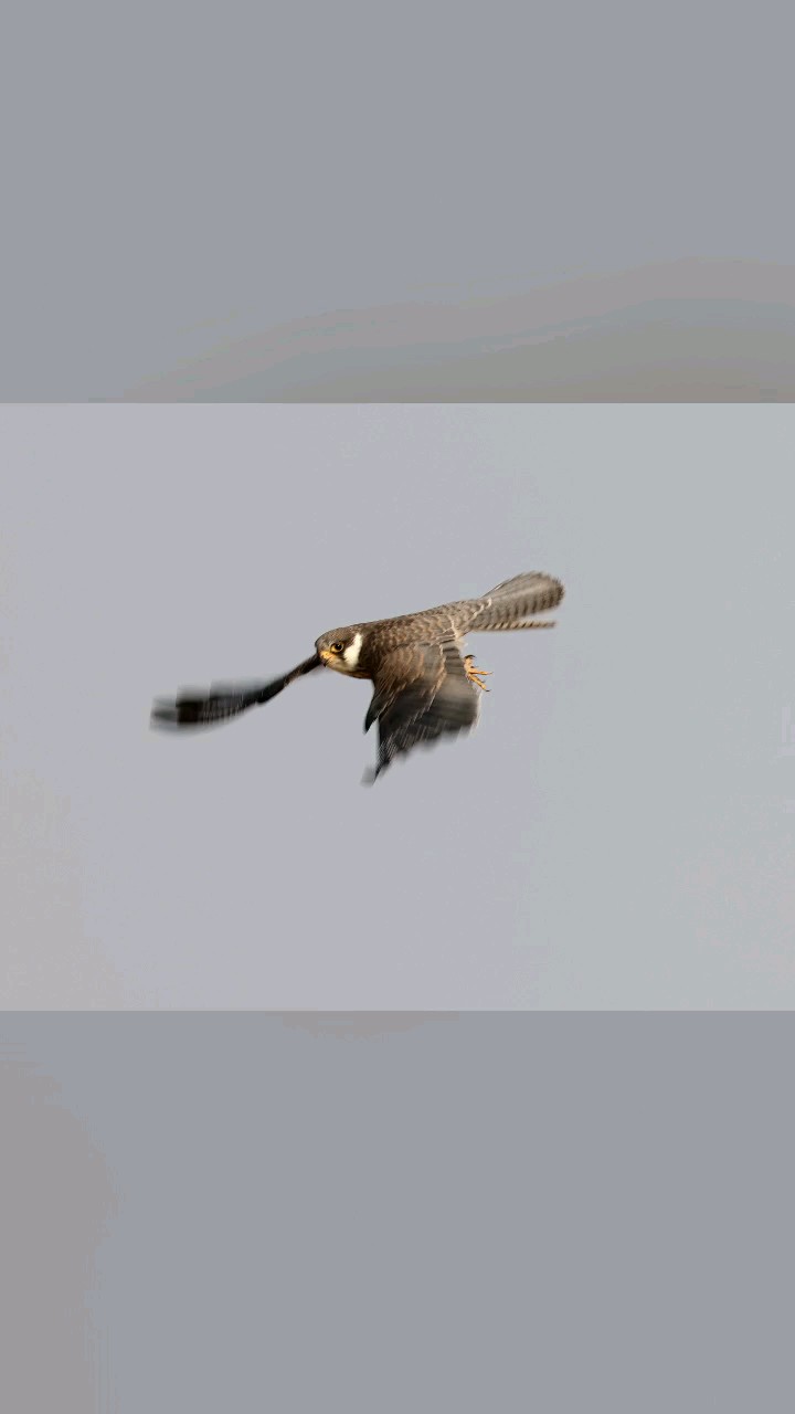红脚隼的慢门飞版，是猛禽摄影里速度和优雅感结合得好的题材！
